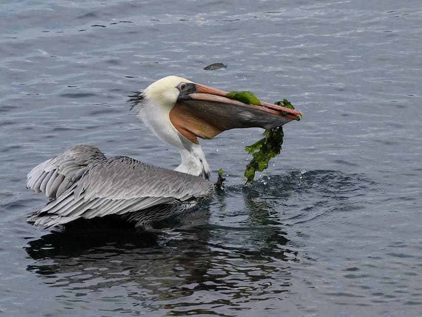 Brown Pelican & Missed Opportunity | Ingrid Taylar | Flickr