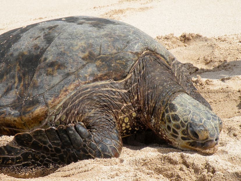 Modern science shows that sea turtles have been swimming … | Flickr