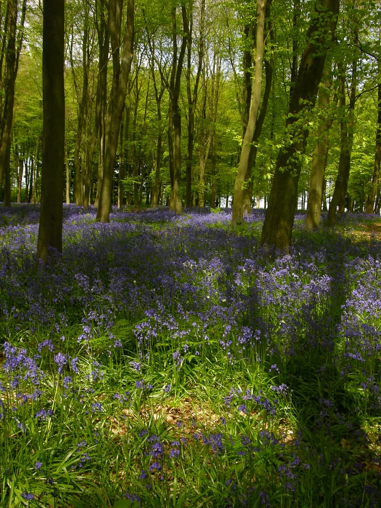 Beeches and Bluebells | Badbury Clump, near Faringdon, Oxfor… | Flickr