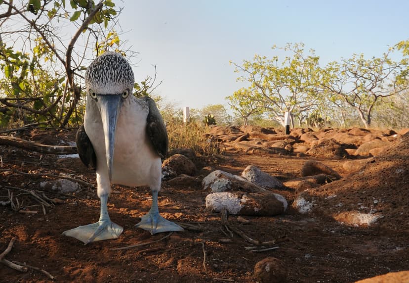 Guardian of the Booby Trail | A blue-footed booby stands bet… | Flickr