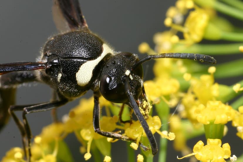 Wasp | Class Insecta (Insects) Order Hymenoptera (Ants, Bees… | Flickr