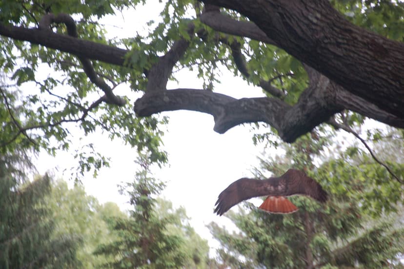 Arnold Arboretum, 18 May 2010: Red-tailed hawk gliding up … | Flickr