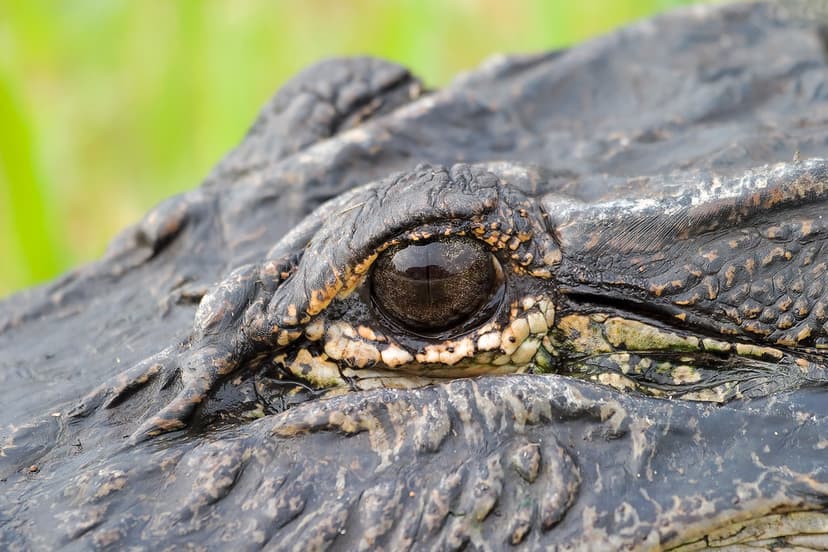 Alligator Eye | Closeup of an American Alligator's (Alligato… | Flickr