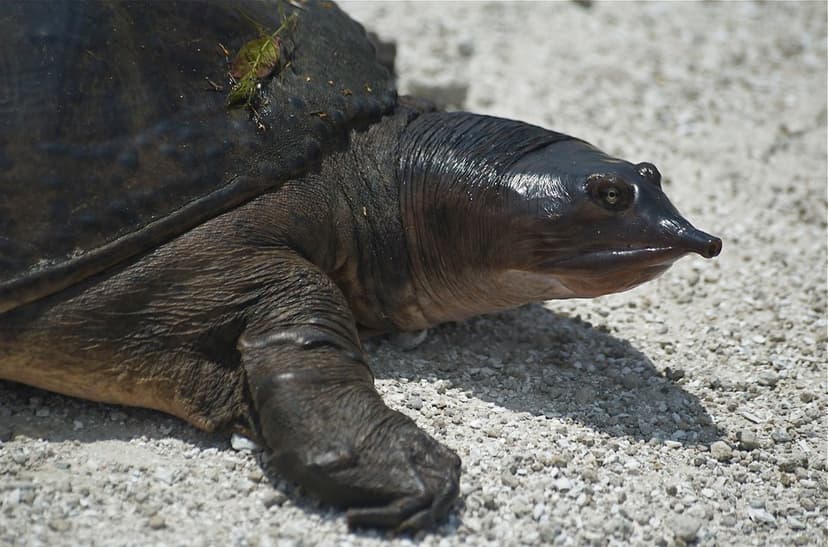 Florida Softshell | A better title might be "The Big Ugly". … | Flickr