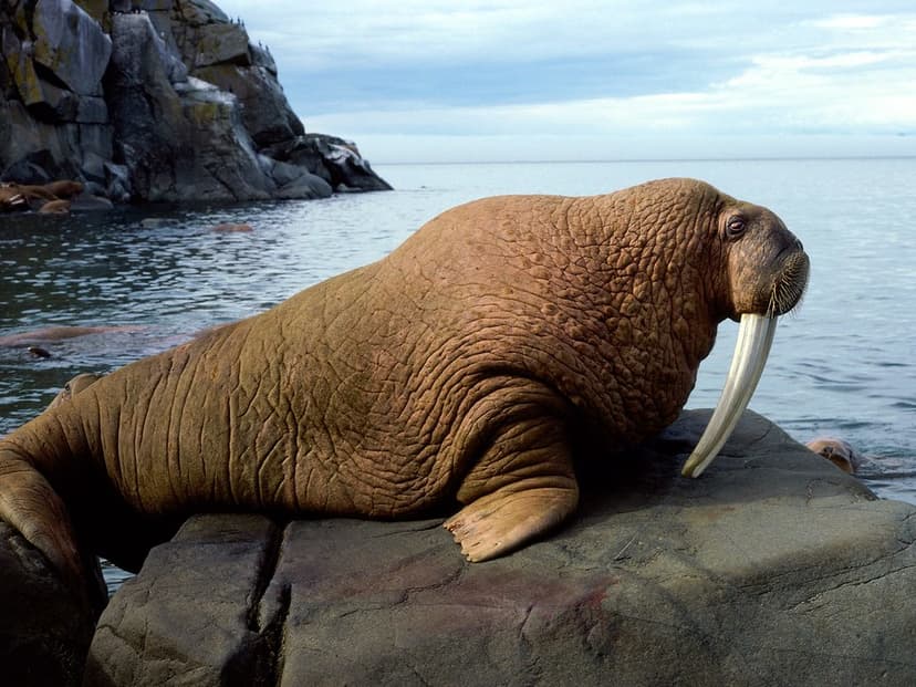 Walrus Bull | Credit: thundafunda | flickker photos | Flickr