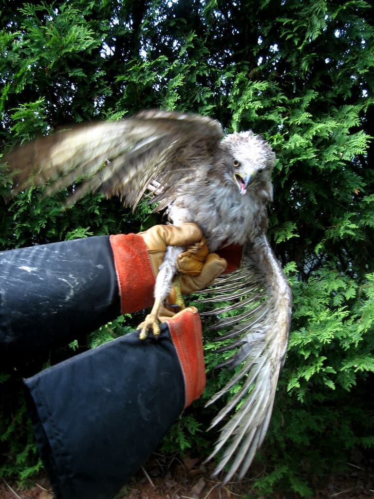 Not A Tern | This is a red-tailed hawk. Specifically, a real… | Flickr