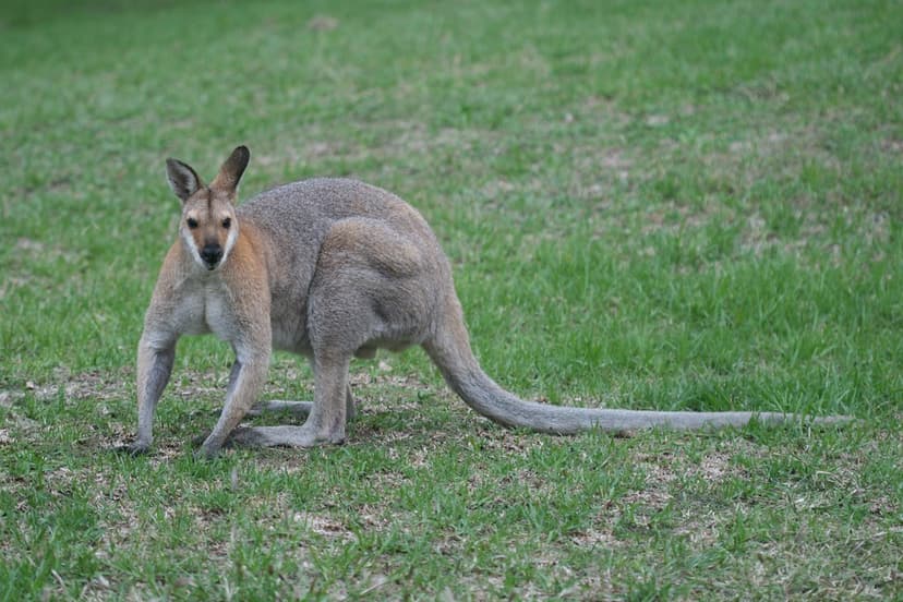 Notamacropus rufogriseus (Red-necked Wallaby) - male | Flickr