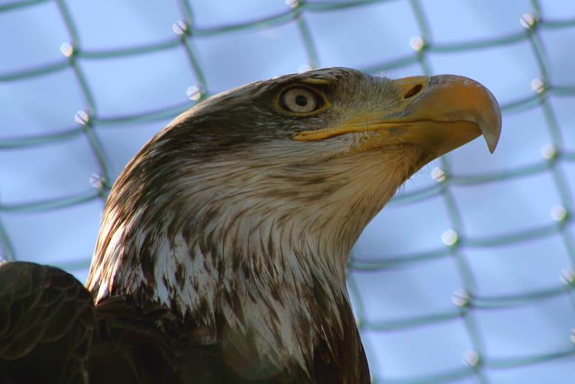 In search of the Maltese Falcon #14- Bald Eagle, Malta Fal… | Flickr