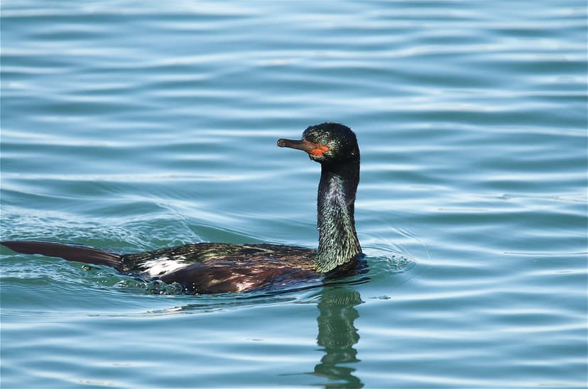 Mike Baird's Bird Tour | Pelagic Cormorant (Phalacrocorax pe… | Flickr