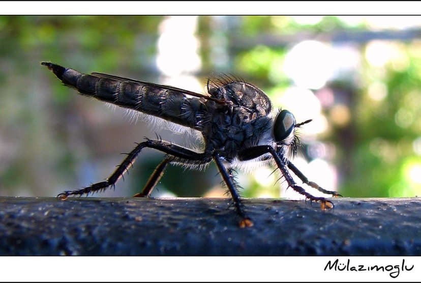 Kind of a fly | True flies are insects of the order Diptera … | Flickr