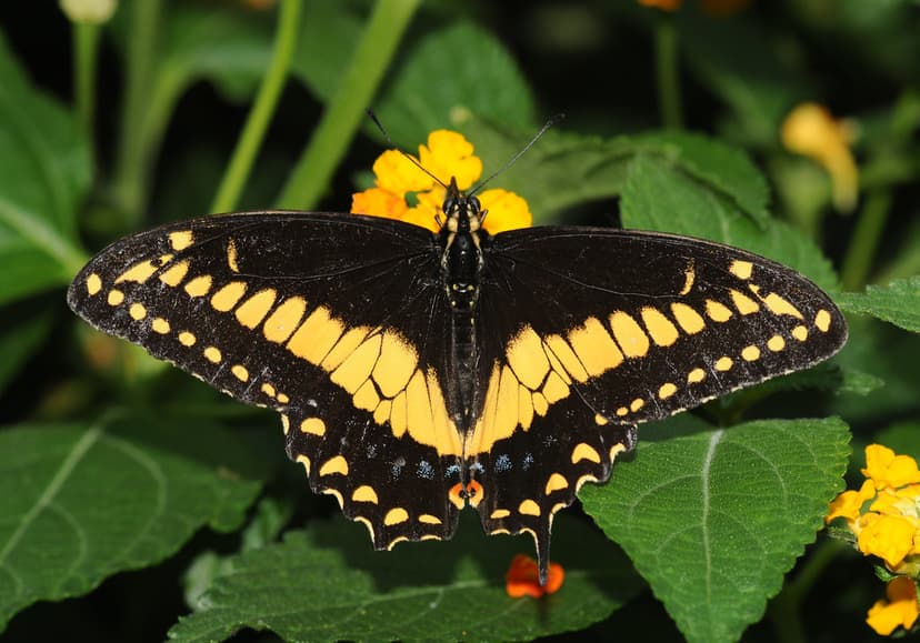 Papilionidae sp. | Lépidoptère de la famille des papilionida ...