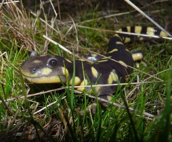Endangered/Threatened California Tiger Salamander (Ambysto… | Flickr