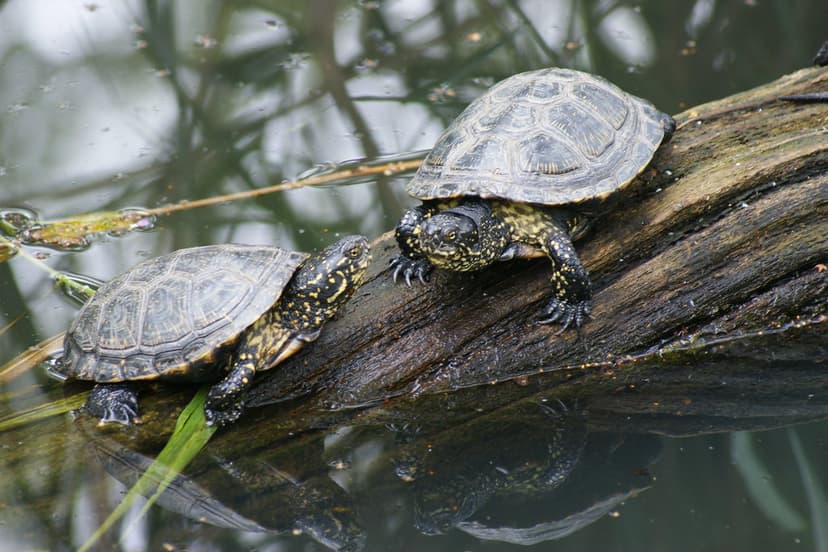 European Pond Turtle | reflecting on life at Twycross Zoo | Tim ...