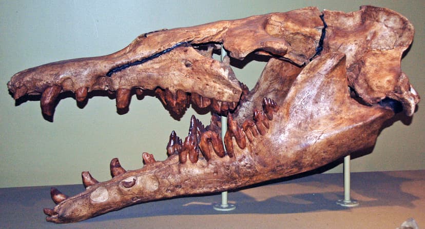 Basilosaurus sp. (fossil whale) (Eocene; Egypt) 1 | Basilosa… | Flickr