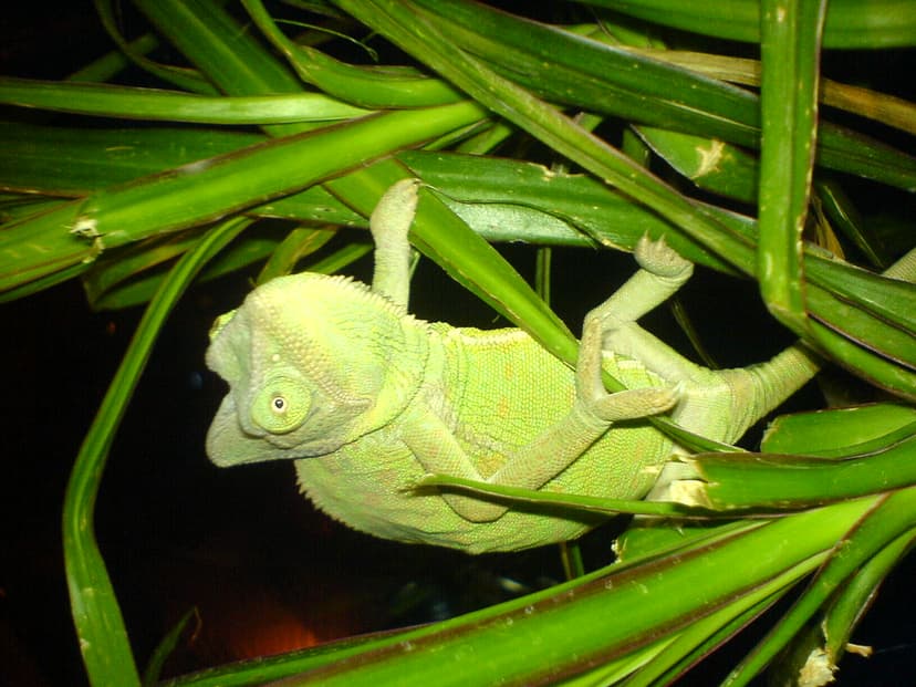 Chameleon in Cuenca bar | The owner of one of the bars in Cu… | Flickr