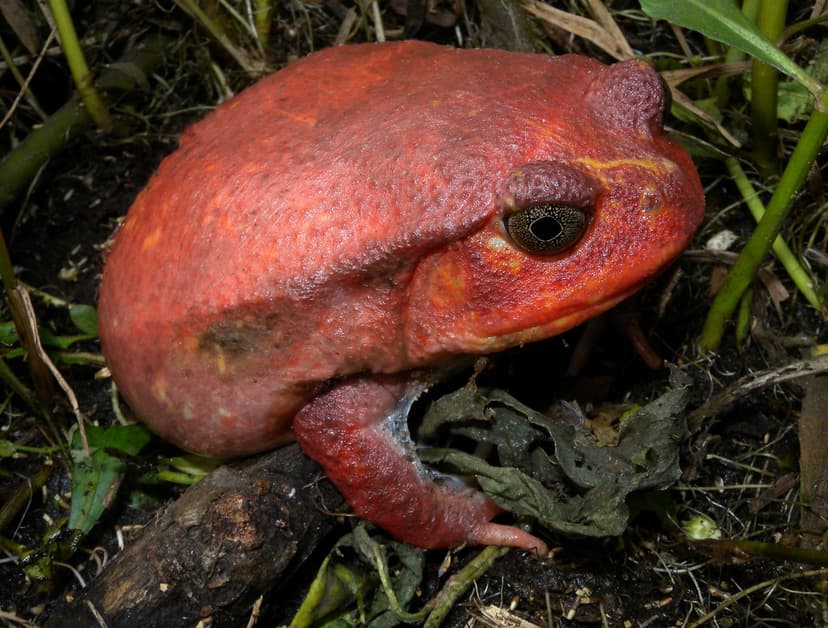 Tomato Frog (Dyscophus antongilii), Maroantsetra, Madagasc… | Flickr