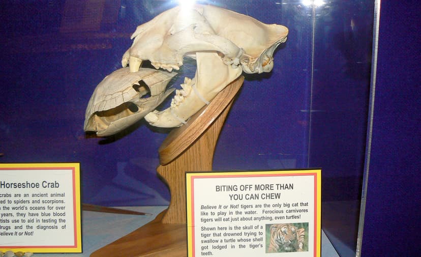 20090805 - Ripley's Believe It Or Not! museum - humor - pr… | Flickr