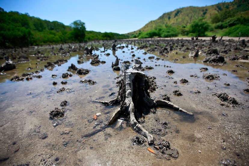 Mangroves Cut in Hera, Timor-Leste | Mangroves are cut down … | Flickr