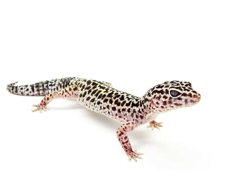 Eublepharis macularius | The common leopard gecko, Eublephar… | Flickr