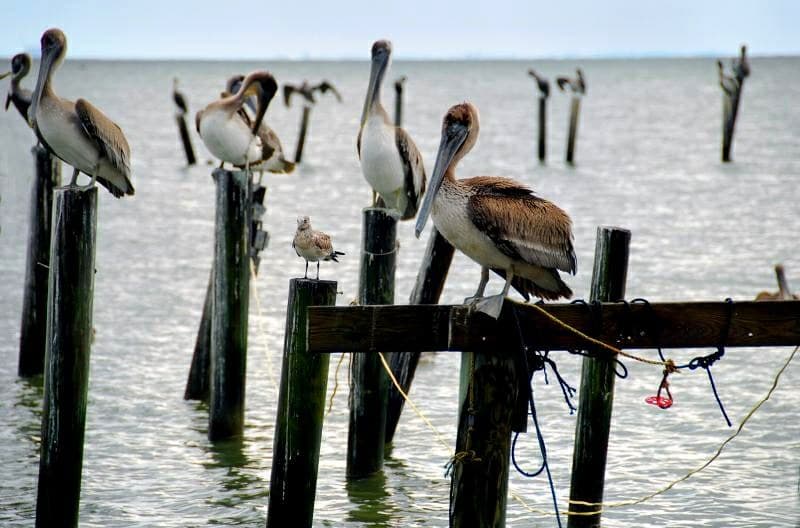 Fish Catchers | A large group of pelicans are resting before… | Flickr