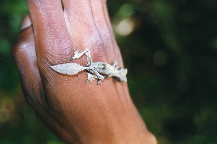 Uroplatus (Leaf-tailed Gecko) | Perinet Reserve (Andasibe-Ma… | Flickr