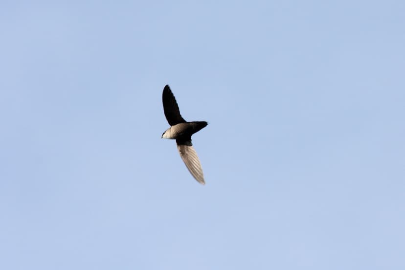 Chimney Swift (Chaetura pelagica) | Dominic Sherony | Flickr