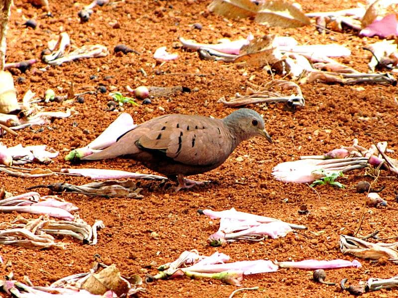 Rolinha caldo de feijão (Columbina talpacoti) | Rolinha cald… | Flickr