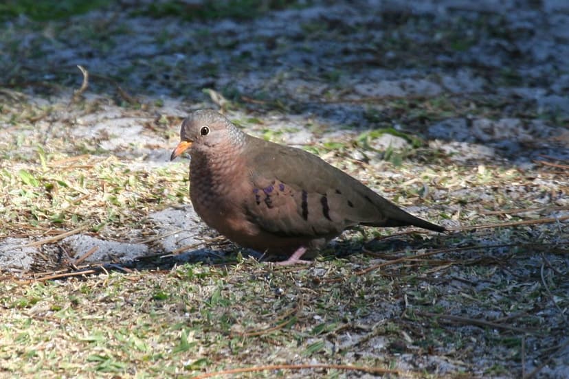 Common Ground-Dove (Columbina passerina) | Dominic Sherony | Flickr