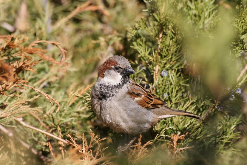 Male House Sparrow (Passer domesticus) | This male House Spa… | Flickr
