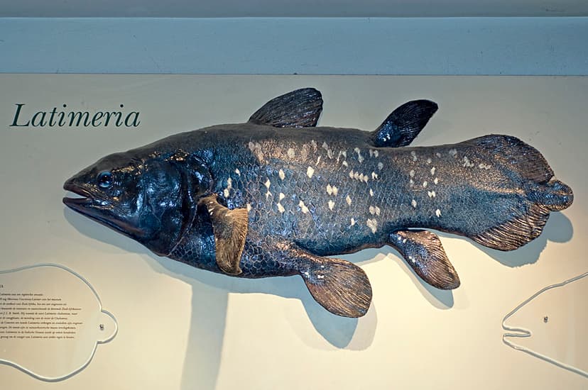 Latimeria model | Obligatory Coelacanth - because the fish i… | Flickr