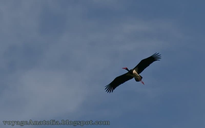 Flight of Black Stork | Black Stork Ciconia nigra flying ove… | Flickr