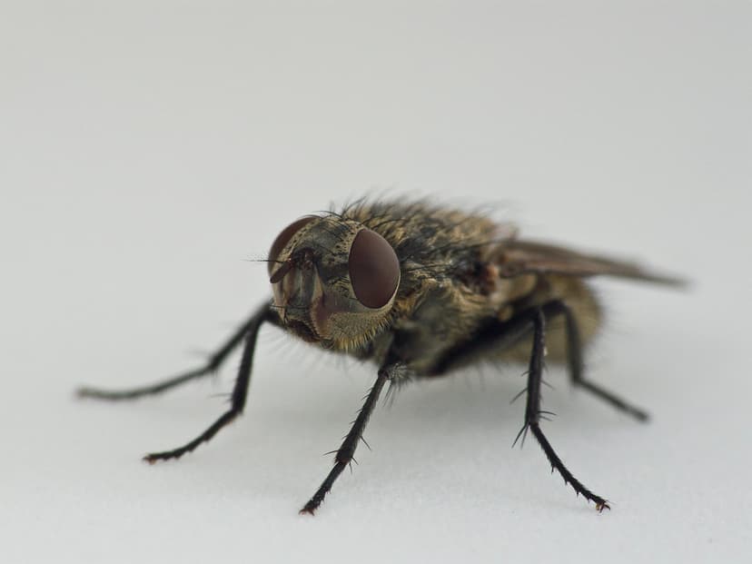 Housefly (Muscidae sp.) | I've been so excited about using m… | Flickr