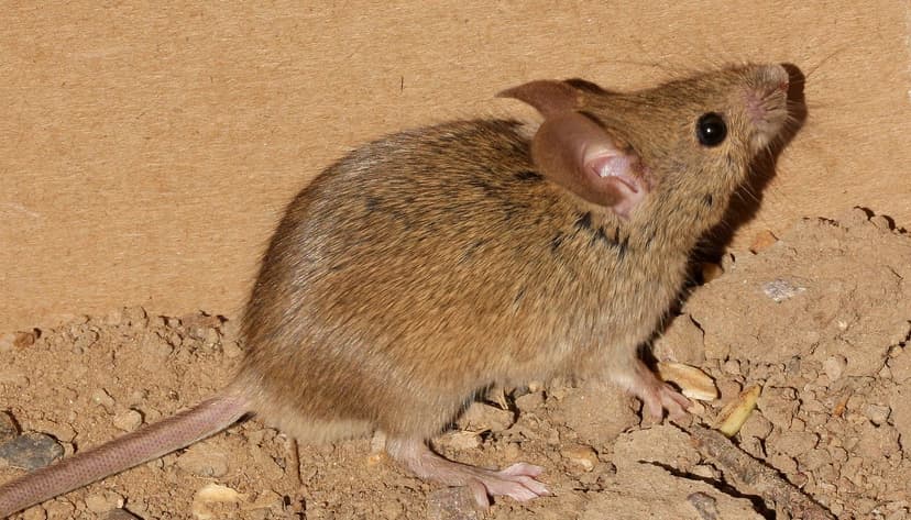 House Mouse (Mus musculus) | Feral specimen from wetland nea… | Flickr