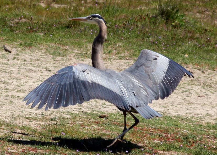 Ardea herodias Great Blue Heron | Ardea herodias Great Blue … | Flickr