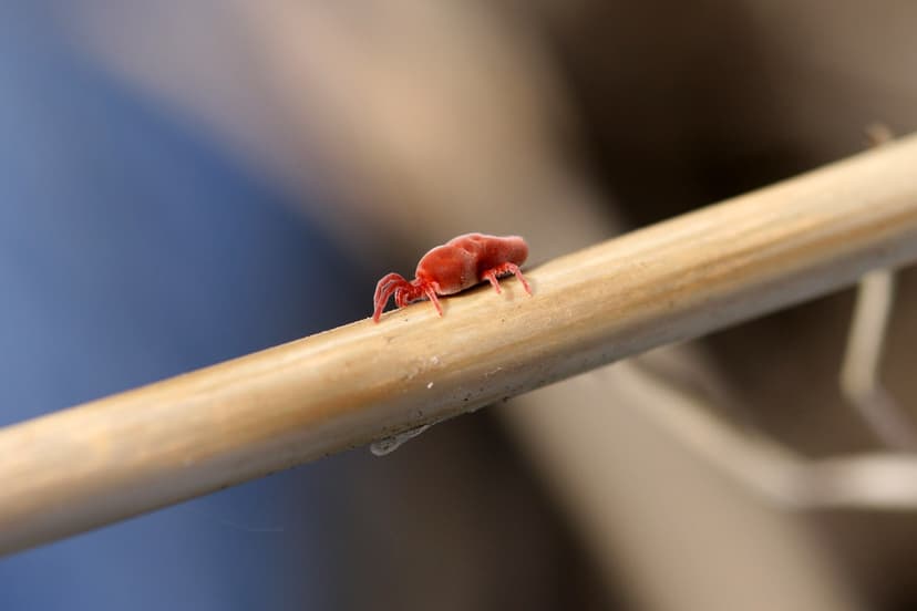 Red Velvet Mite (Allothrombium sp.) | A Red Velvet Mite (All… | Flickr