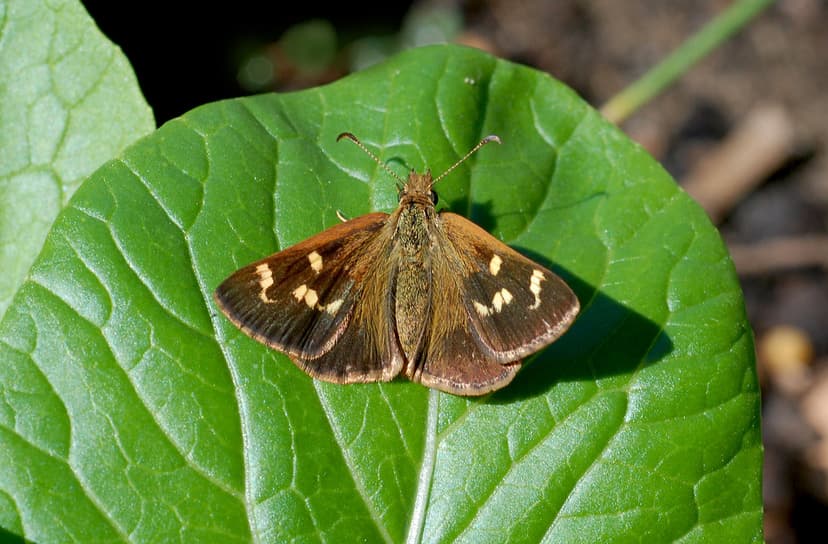 Skipper butterfly | Sitting on our Pac Choy plants. Looks li… | Flickr