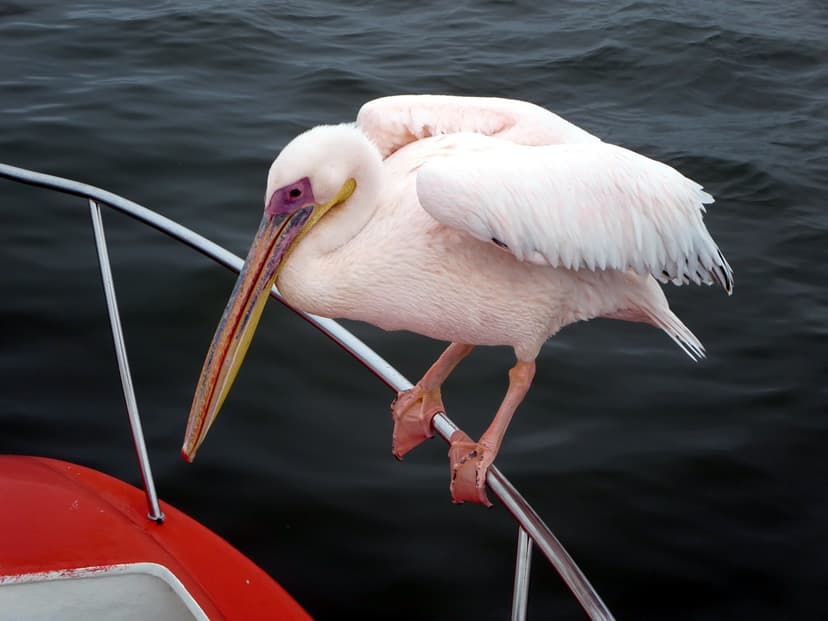 Great White Pelican | To amuse passengers, catamaran crews a… | Flickr