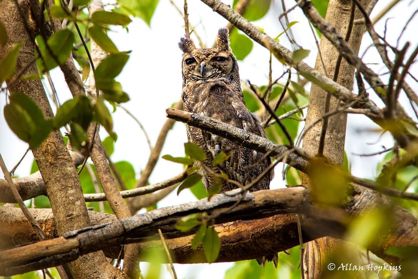 Greyish Eagle-Owl (Bubo cinerascens, syn. B. africanus cin… | Flickr