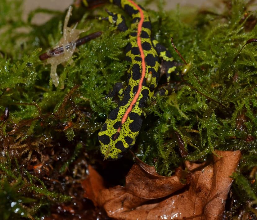 Triturus marmoratus | Marbled Newt Nomenclature: Triturus ma… | Flickr