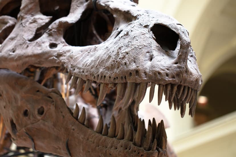 Sue the T-Rex - teeth detail (model skull).jpg | opacity | Flickr