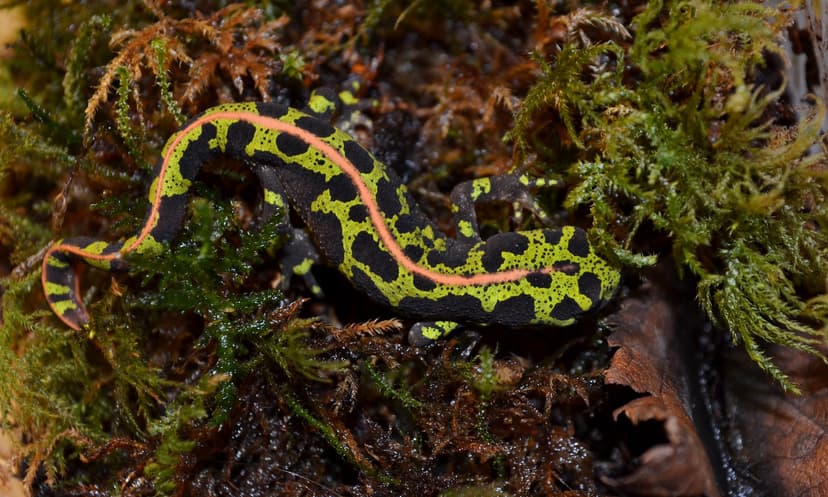 Triturus marmoratus | Marbled Newt Nomenclature: Triturus ma… | Flickr