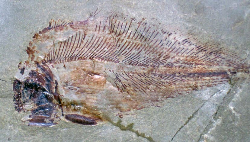 File:Allenypterus montanus (fossil coelacanth fish) (Bear Gulch ...