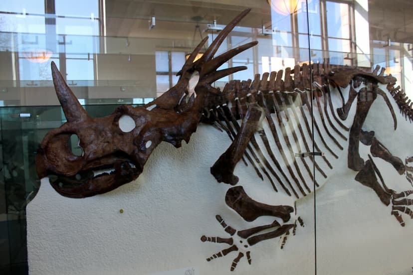 NYC - AMNH: Hall of Ornithischian Dinosaurs - Styracosauru… | Flickr
