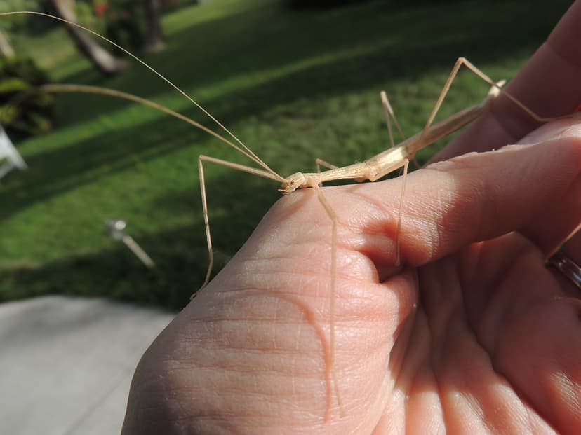 the Phasmatodea ... are absent from the Hawaiian Islands … | Flickr