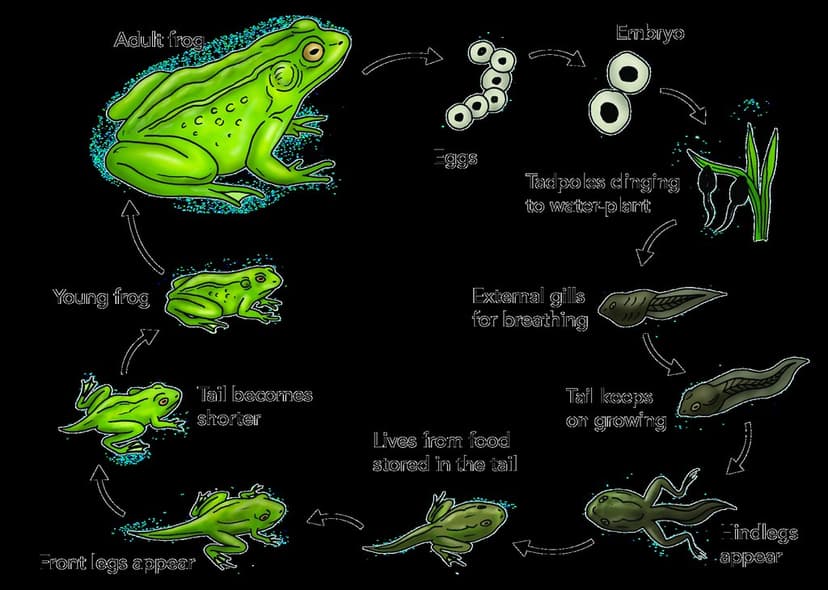Frog life cycle | Illustration used in Gr 4-6 Natural Scienc… | Flickr