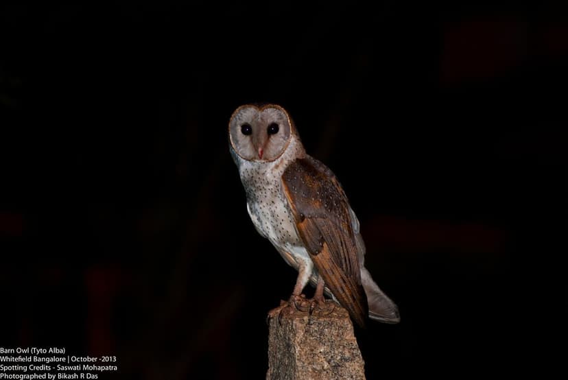 The Knight Of Whitefield | Barn Owl - Introduction: The Barn… | Flickr