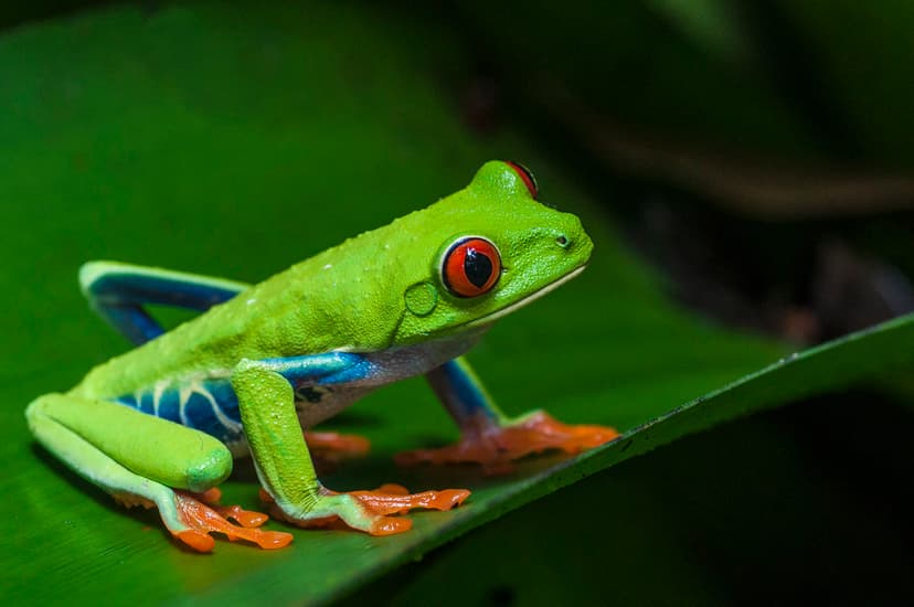 Red-eyed frog 4 | Danel Solabarrieta | Flickr