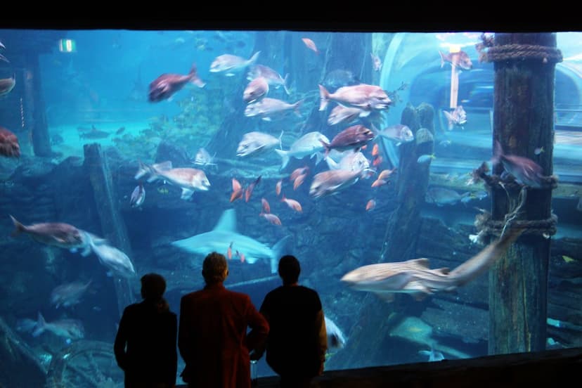 Waiting for Seaweek Q and A to start at Melbourne Aquarium… | Flickr