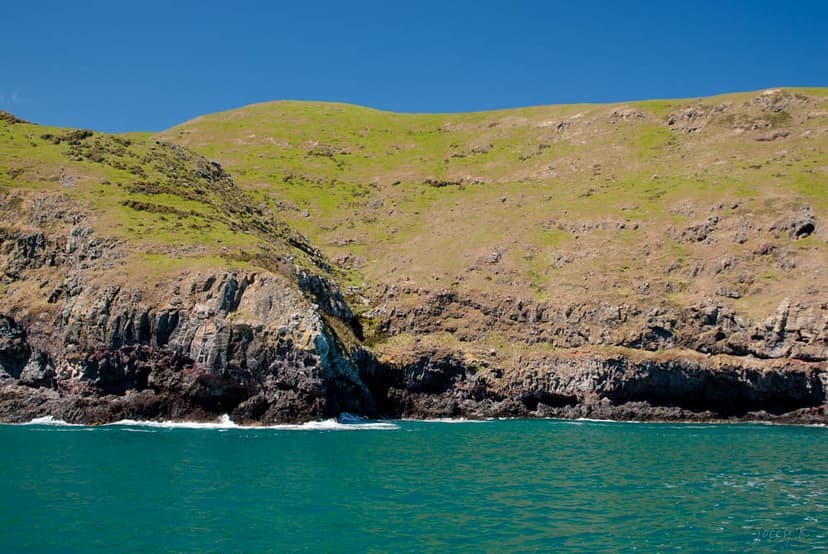 On Look Out! | Looking for the New Zealand Fur Seal from the… | Flickr