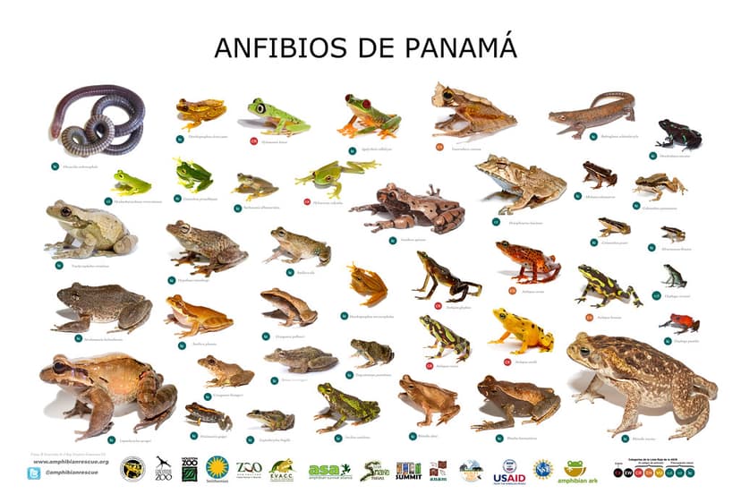 Amphibians of Panama Poster Second Edition | Brian Gratwicke | Flickr